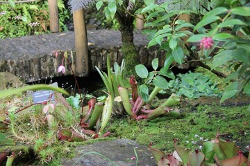 Pitcher plants in a greenhouse