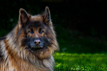 Head shot of German Shepherd dog