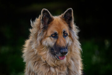 Head shot of German Shepherd dog