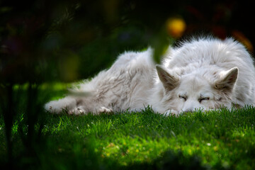 White German Shepherd sleeping on grass