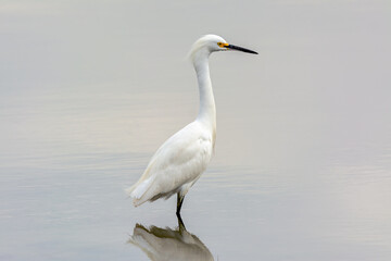 White Heron