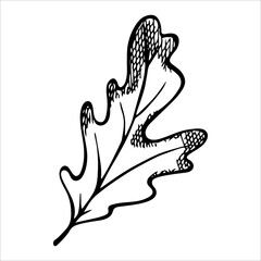 Vector hand drawn oak leaf. Autumn illustration. Detailed botanical clipart. 