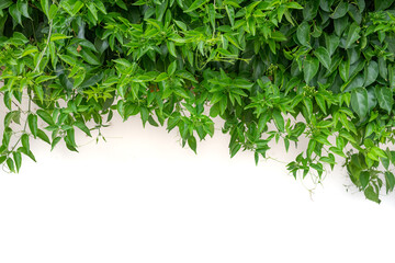 Green leaves background on white wall with copy space at the bottom