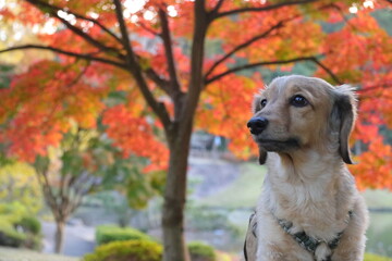 モミジと犬