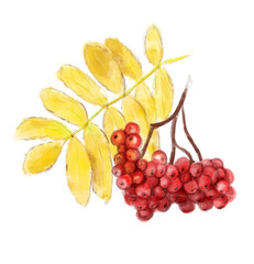 Rowan vector illustration. Berry vector painting isolated on a white background. Line floral art