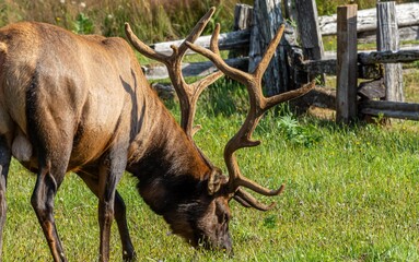 Roosevelt Elk Bulls in Velvet