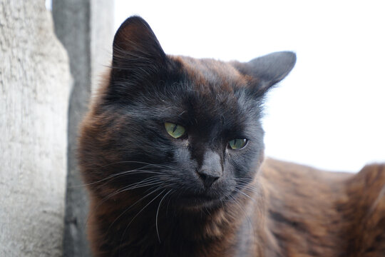 Portrait of a black stray cat