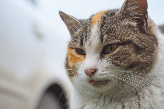 Portrait of a tricolor cat close-up