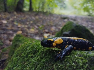 salamandra