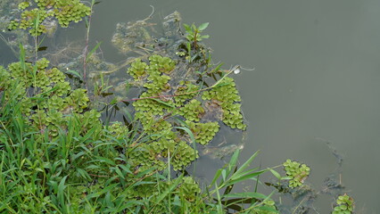 green moss on the ground
