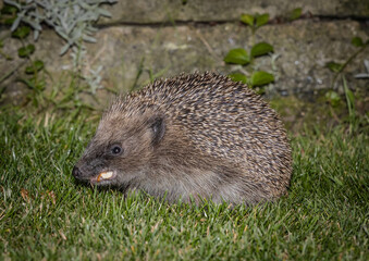 Harry Hedgehog