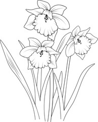 Daffodil Flowers branch of bud Hand drawing vector illustration Vintage design elements bouquet floral natural collection coloring page and book for adults and children isolated on white background.