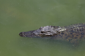 Close up big head crocodile is show head in river