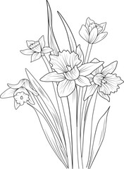 Isolated daffodil flower hand drawn vector sketch illustration, botanic collection branch of leaf buds natural collection blossom narcissus flowers coloring page floral bouquets engraved ink art.
