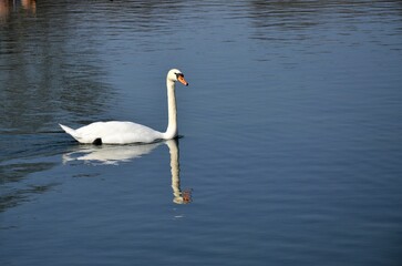 Versailles, France - White swans on a lake