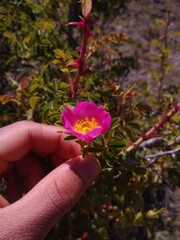 person holding flowers