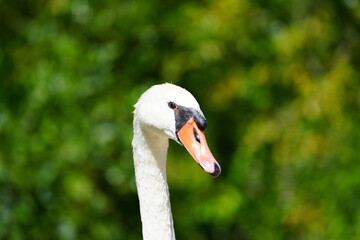 Portrait of a white swan in natural environment. Water bird. Cygnus.
