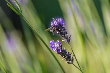 A wasp collects nectar on a lavender flower. Insect close-up.

