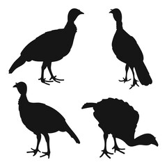 Turkey, gobbler, position standing, set poultry silhouettes hand drawn, isolated vector