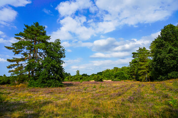 Nature in the Westruper Heide. Landscape with heather plants and trees in the nature reserve in Haltern am See.
