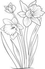 Daffodil flower coloring page and book, hand drawn vector art illustration of blossom narcissus flowers, botanical leaf bud collection, engraved ink sketch isolate on white background.
