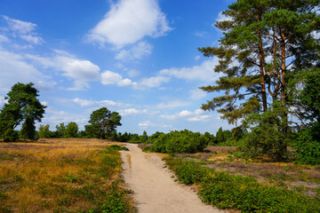Fototapeta na wymiar Nature in the Westruper Heide. Landscape with heather plants and trees in the nature reserve in Haltern am See. 