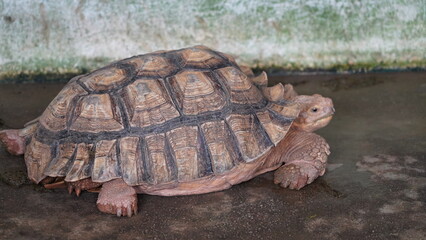 Centrochelys sulcata | 蘇卡達象龜 | African Spurred Tortoise | Grooved Tortoise | Sahel Tortoise