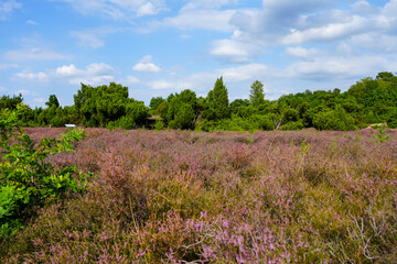 Fototapeta na wymiar Nature in the Westruper Heide. Landscape with heather plants and trees in the nature reserve in Haltern am See. 