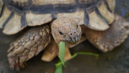 Naklejka premium Centrochelys sulcata | 蘇卡達象龜 | African Spurred Tortoise | Grooved Tortoise | Sahel Tortoise