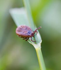 tick