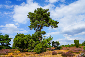 Nature in the Westruper Heide. Landscape with heather plants and trees in the nature reserve in Haltern am See.
