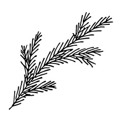 Hand drawn spruce branch clipart. Twig of coniferous tree doodle. Christmas and winter design element