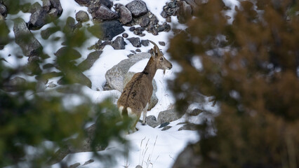 mountain goats walk through the snow between the rocks. goats in a snowy gorge
