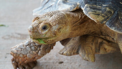 Centrochelys sulcata | 蘇卡達象龜 | African Spurred Tortoise | Grooved Tortoise | Sahel Tortoise