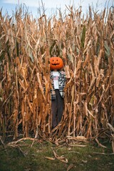 Vertical view of person in a field corn dressed at a scarecrow