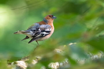 Chaffinch (Fringilla coelebs) perched in the forest
