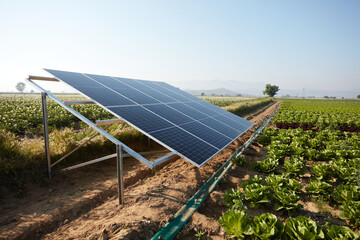 A lettuce field irrigated with solar energy in Turkey. A large area where lettuce is grown. Growing...