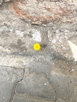A charming yellow flower growing alone among the stones. A yellow flower among the paving stones.