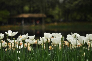 View of the bloodroot flower field
