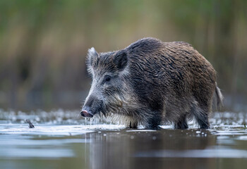 Wild boar close up ( Sus scrofa )