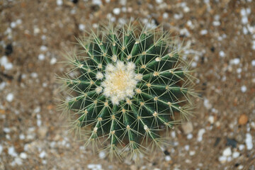 an Astrophytum asterias cactus in greenhous, the nature concept image