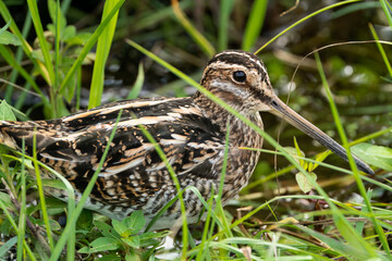 Wilson's Snipe