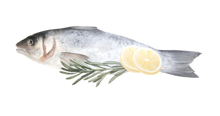 Watercolor illustration of raw fish sea bass isolated on white background