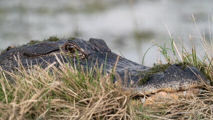 American Alligator