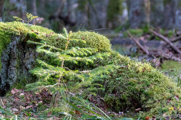 moss in the forest