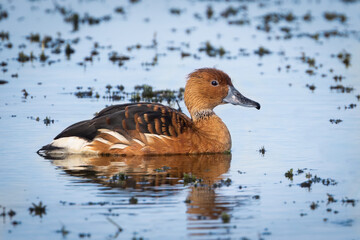 Fulvous Whistling Duck