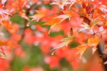 雨の日の紅葉