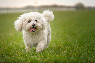 Bichon Frise walking on the grass