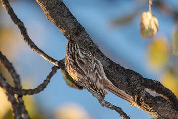 Short-toed Treecreeper perched against a tree trunk