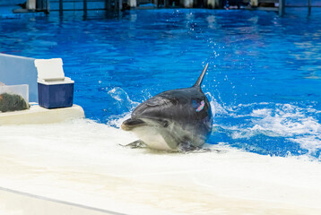 A dolphin show at Haichang Polar Ocean Park in Tianjin